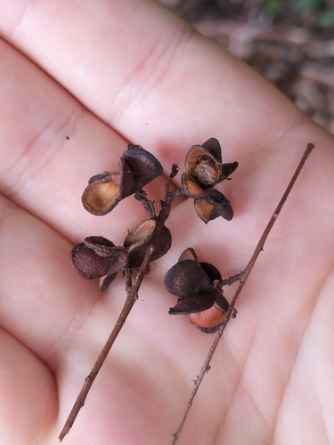 Image of Guioa Acutifolia (Guioa acutifolia) by (c) Matthew Borella, some rights reserved (CC BY)