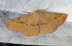 Monoctenia falernaria