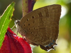 Arhopala eupolis