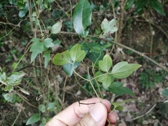 Clematis formosana