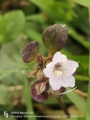 Strobilanthes reptans
