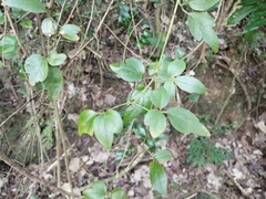 Clematis formosana