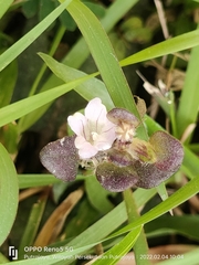 Strobilanthes reptans