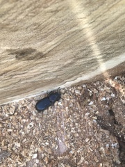 Pharochilus rugiceps