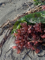 Botryocladia pseudodichotoma