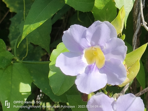 Thunbergia grandiflora