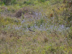 Vanellus indicus indicus