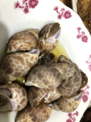 Mitra