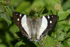 Dodona deodata