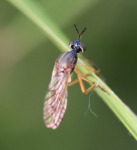 Dioctria humeralis
