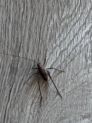 Pleioplectron hudsoni