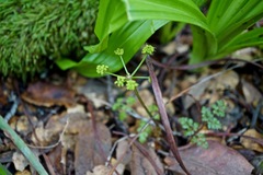 Tauschia kelloggii