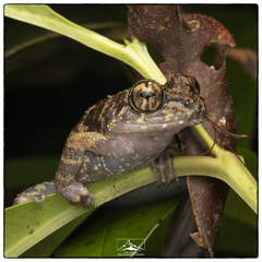 Pseudophilautus sordidus