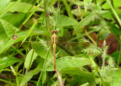 Diplacodes haematodes