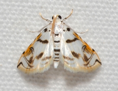 Neurophyseta