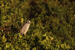 Nyctanassa violacea