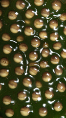 Natalobatrachus bonebergi