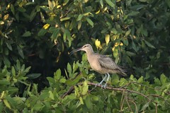 Numenius phaeopus