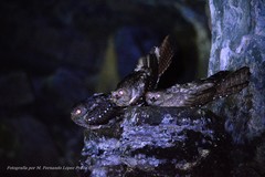 Steatornis caripensis