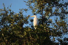 Ardea alba