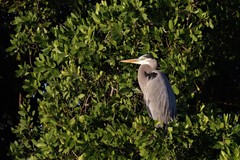 Ardea herodias