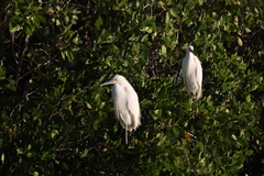 Egretta thula