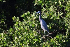 Egretta caerulea