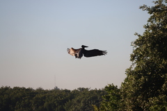 Pelecanus occidentalis