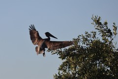 Pelecanus occidentalis