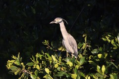 Nyctanassa violacea