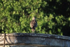 Numenius phaeopus