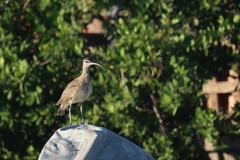 Numenius phaeopus