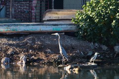 Ardea herodias