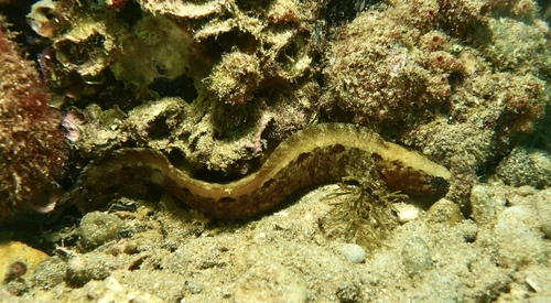 Southern snakeblenny (Ophiclinus antarcticus) — Clinidae