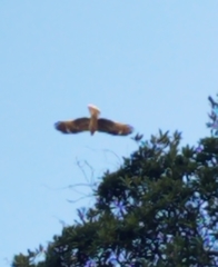 Milvus migrans lineatus