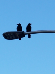 Corvus macrorhynchos