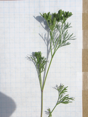 Ammoselinum popei