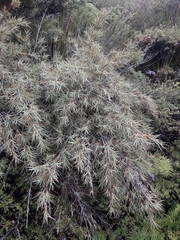 Dracophyllum trimorphum