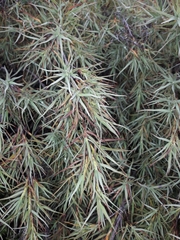 Dracophyllum trimorphum