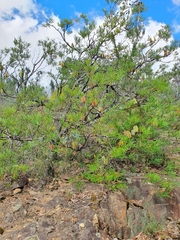 Banksia canei