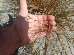 Carex testacea