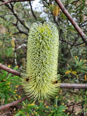 Banksia canei