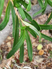 Banksia canei
