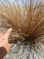 Carex testacea