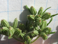 Ammoselinum popei