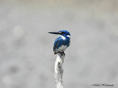 Alcedo coerulescens