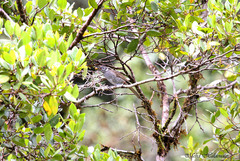Pycnopygius cinereus