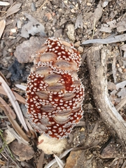 Banksia canei
