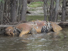 Panthera tigris altaica