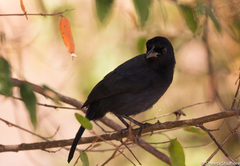 Laniarius funebris
